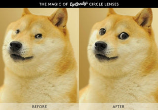 A split image titled "The Magic of EyeCandy's Color Contact Lenses" features a Shiba Inu dog. The left side shows the dog with normal eyes labeled as "Before," while the right side shows the dog with noticeably larger, more defined eyes labeled "After.