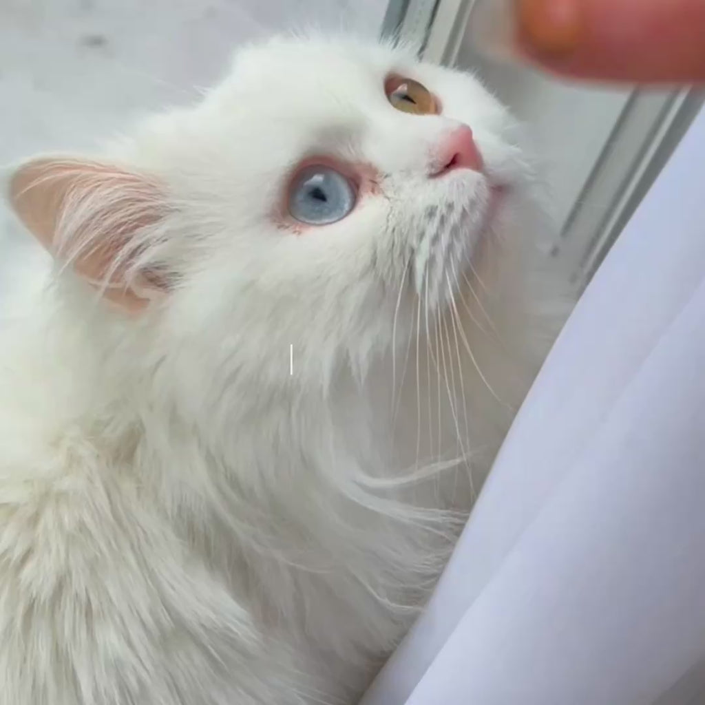 Video of model wearing Eyecandys Doe Blue and Doe Golden Brown prescription colored contact lenses with cat ears and headband, perfect for cosplay or Halloween looks.